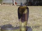 Snouted Cobra Egyptian cobra Naja annulifera Antivenom Red Cross