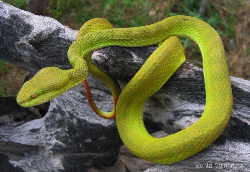 Green Pit Viper Snake Antivenom Snake Antivenin Com